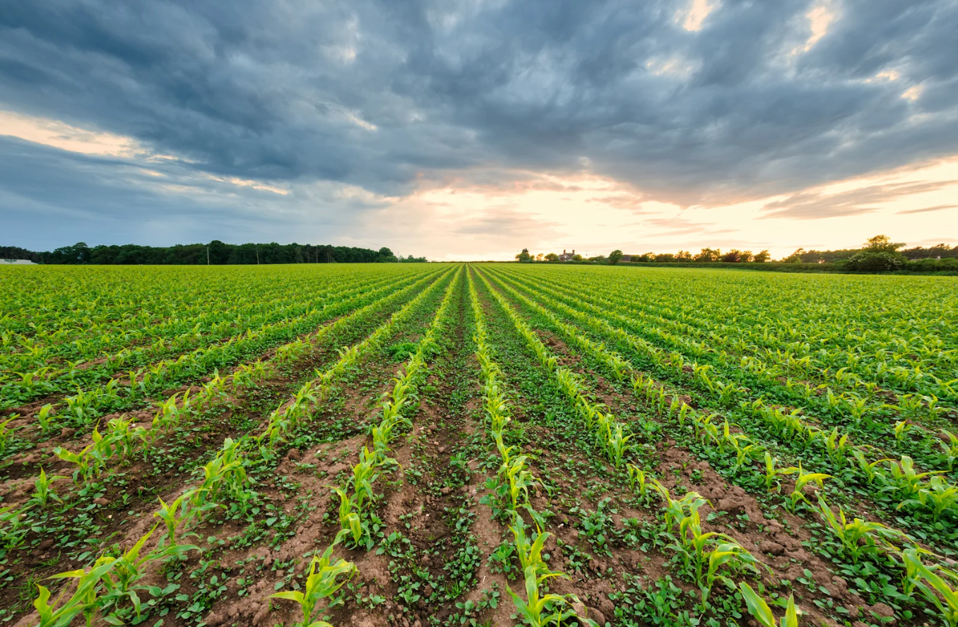Toxins in Baby Food: Less Politics, More Parents
